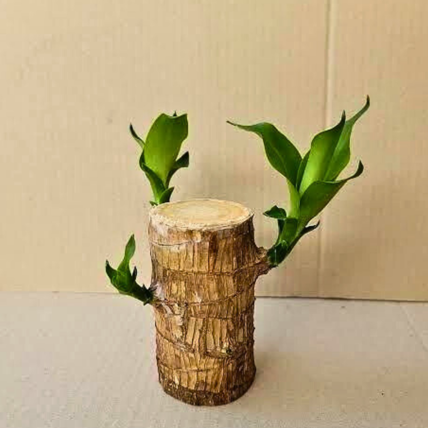 Lucky Bamboo Live Plant Home Decorations🌱