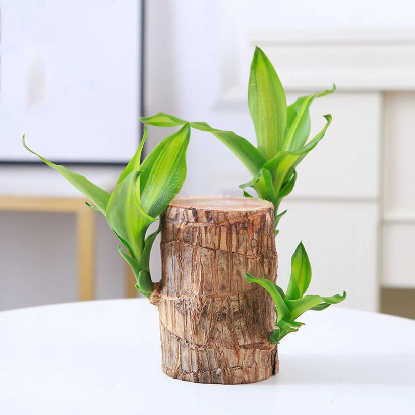 Lucky Bamboo Live Plant Home Decorations🌱