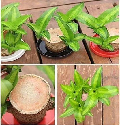 Lucky Bamboo Live Plant Home Decorations🌱