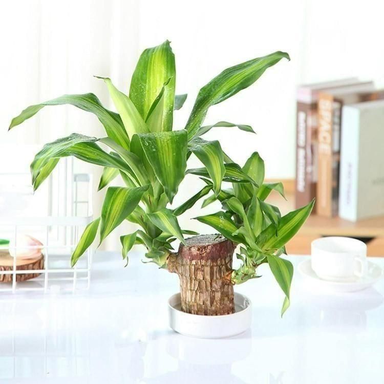 Lucky Bamboo Live Plant Home Decorations🌱