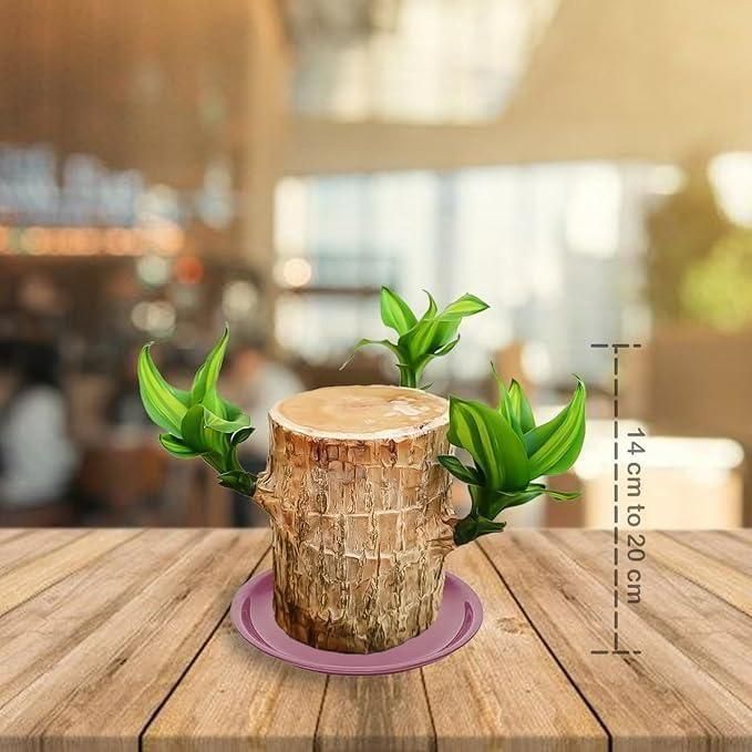 Lucky Bamboo Live Plant Home Decorations🌱